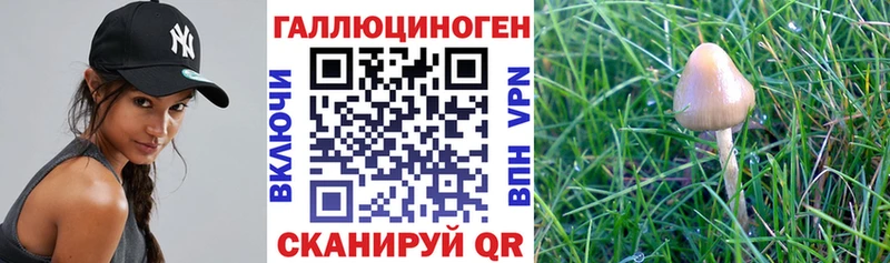 даркнет сайт  Пойковский  Псилоцибиновые грибы Psilocybe 